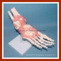 Type de bureau Modèle Life-Size Foot Foot Joint Skeleton Model with Ligaments